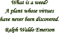 “What is a weed? A plant whose virtues have never been discovered.” – Ralph Waldo Emerson